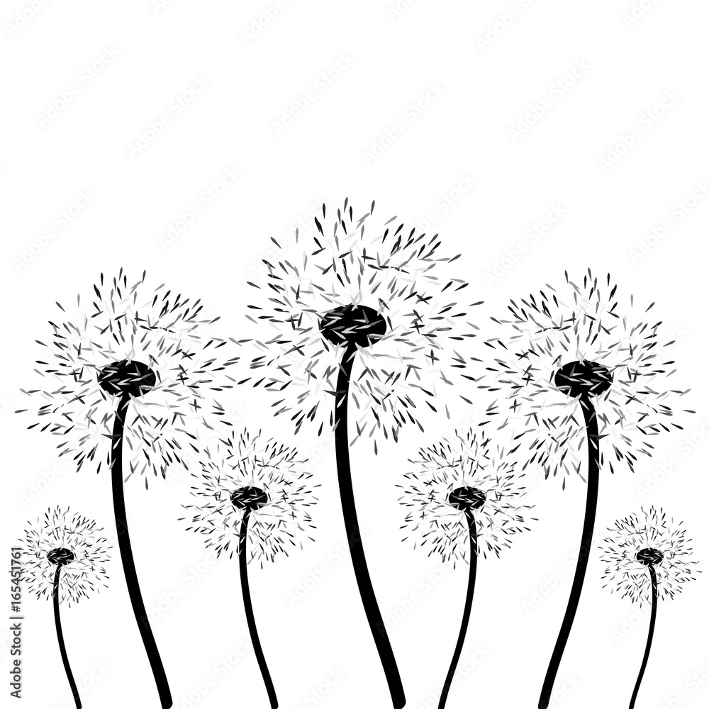 Naklejka Dandelion ziarna odizolowywający na białym tle. Ilustracji wektorowych.