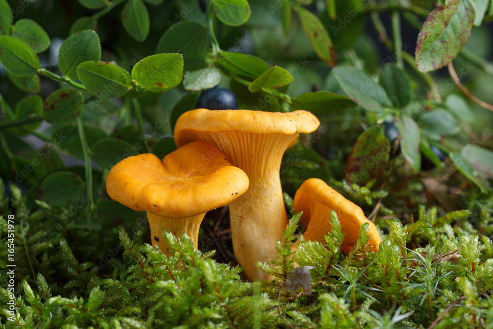 Collecting chanterelle mushroom in the forest. chanterelle in moss with green background. Collecting chanterelle mushroom in the forest. chanterelle in moss with green background.