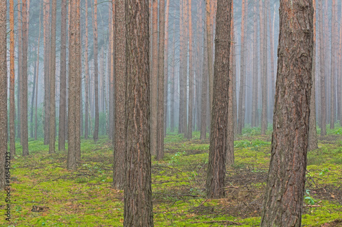 Sosnowy las rano.