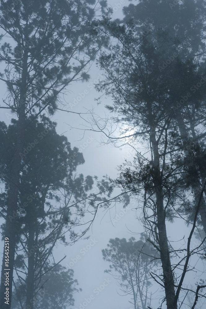 Obraz premium Enigmatic and mysterious forests of Central America. Guatemala