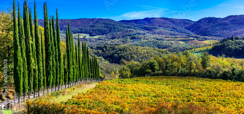 Traditional Tuscany - scenery with autumn vineyards and cypresses. Italy photo