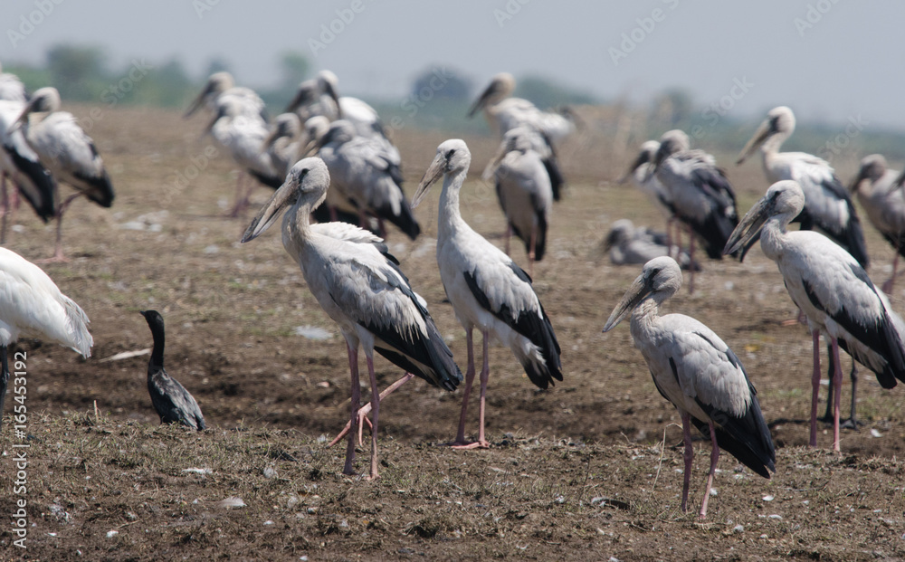 Fototapeta premium Open Billed Stork