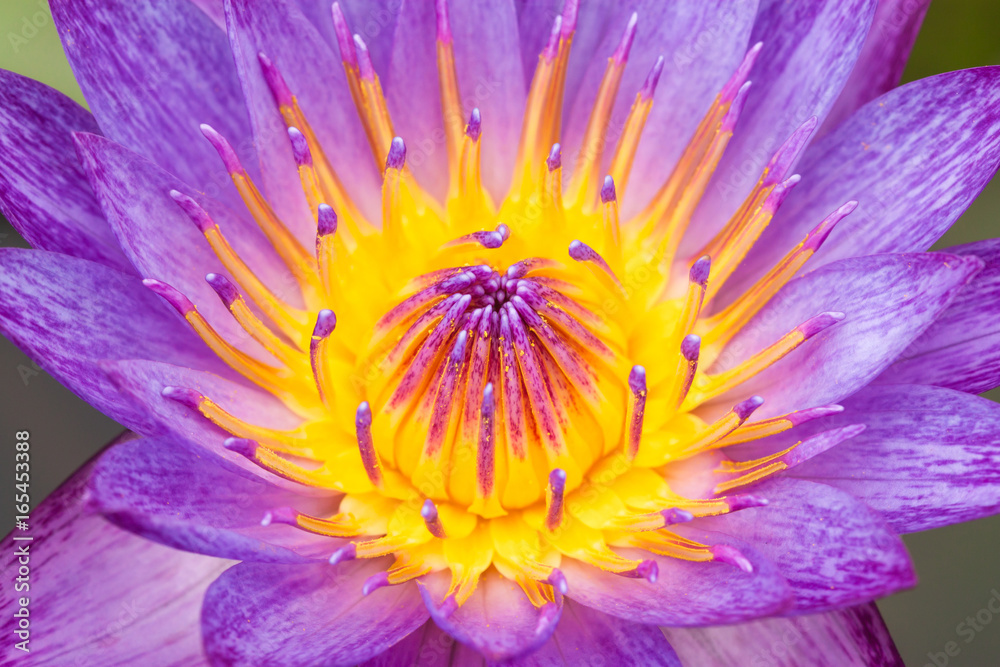 Macro shot of A beautiful purple lotus flower blooming in the pond. Macro shot of A beautiful purple lotus flower blooming in the pond.