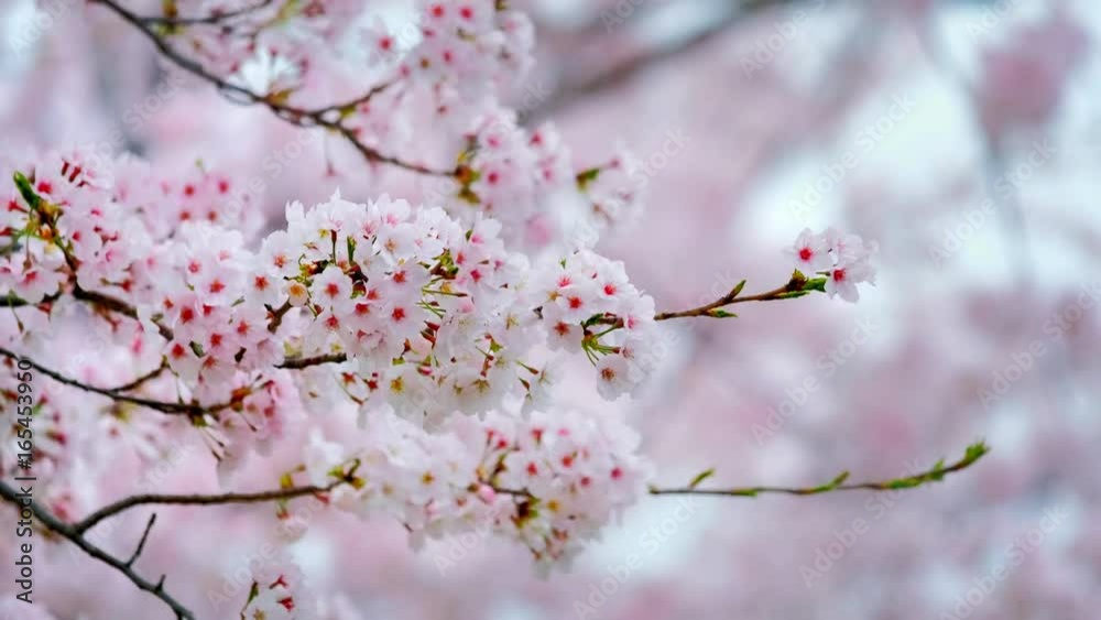 Blooming sakura cherry blossom Blooming sakura cherry blossom