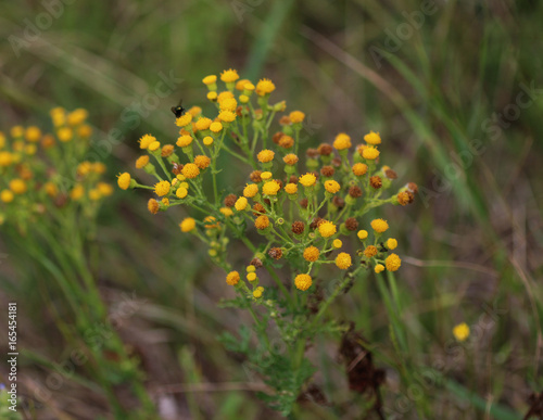 Tansy  Tanacetum vulgare 