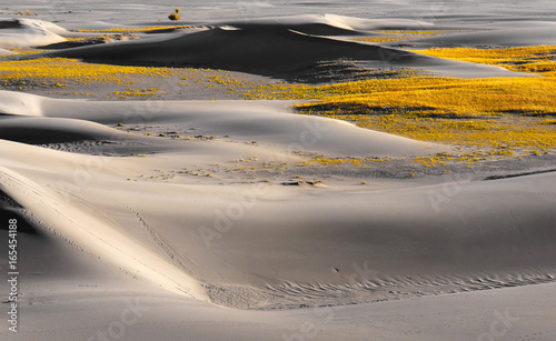 dry grass in desert photo