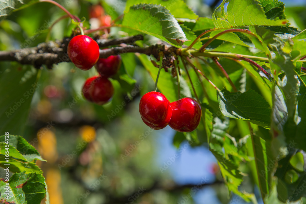 Cerises Cerises