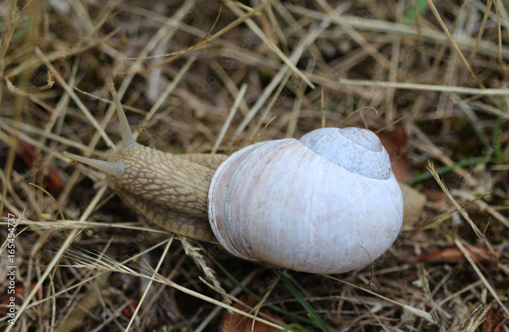 Roman snail (Helix pomatia)