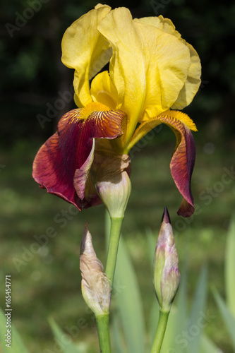 Fototapeta Naklejka Na Ścianę i Meble -  Iris