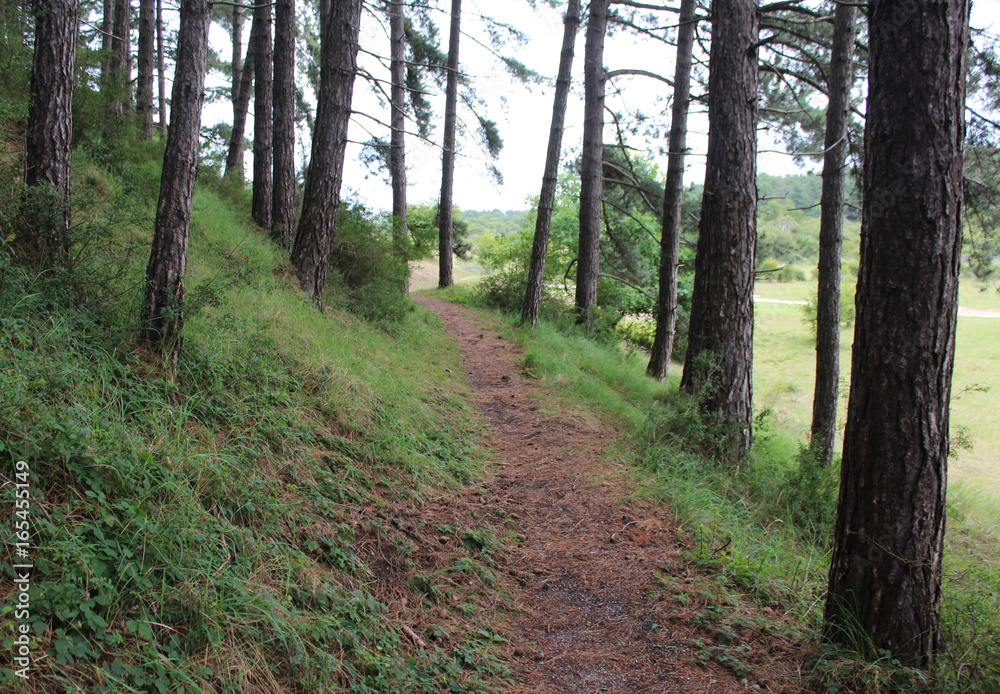 Fototapeta premium Coniferous forest Kennemerland 