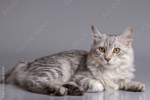 Young tabby cat isolated on grey background