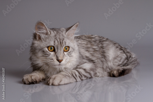 Young tabby cat isolated on grey background © dadoodas