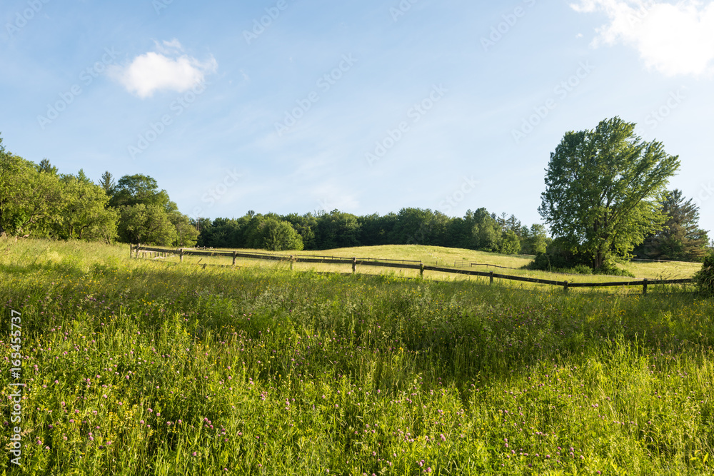 Fototapeta premium Field 