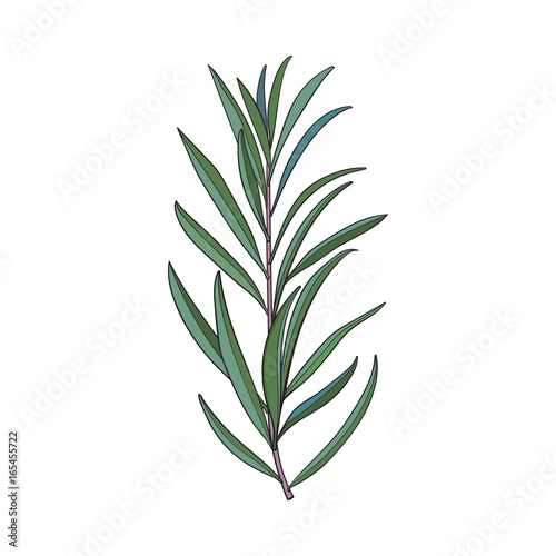 Beautiful hand drawn melaleuca twig  branch floral decoration element  sketch vector illustration isolated on white background. Hand drawing of beautiful melaleuca twig  floral decoration element