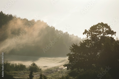 Morning sun beams in the fog near the forest. Lanscapes of Latvia
