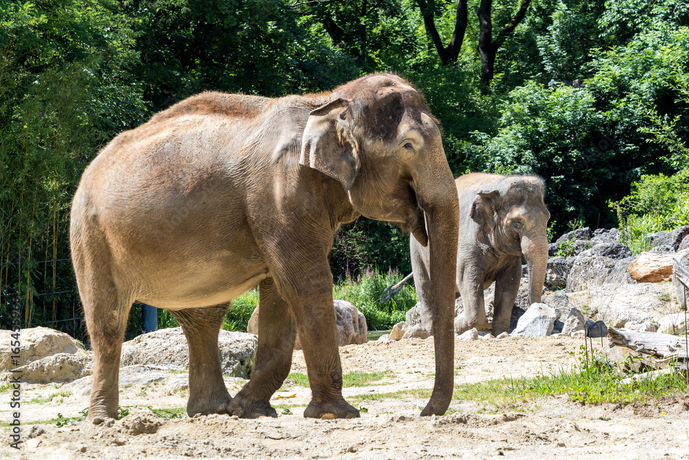 Fototapeta premium Asiatischer Elefant - Elephas maximus