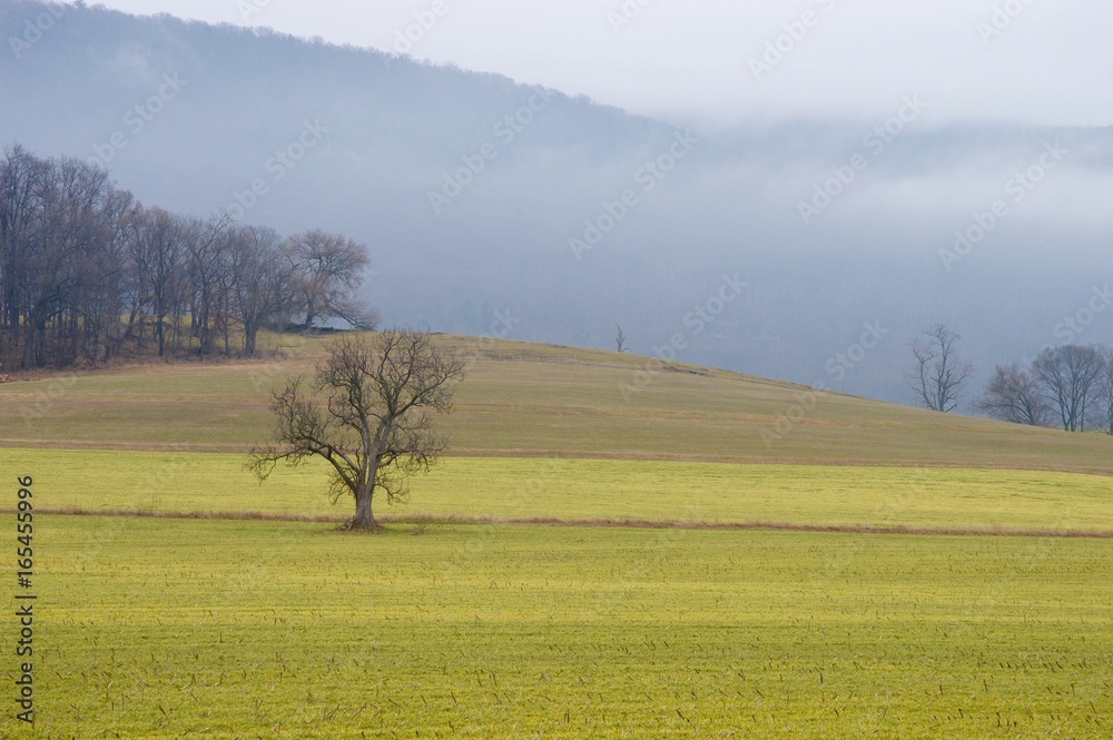 Fototapeta premium Lone Tree 