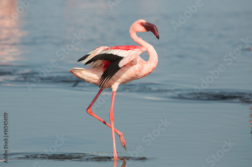 Behang Lesser flamingo (Phoeniconaias minor), Walvis bay, Namibia