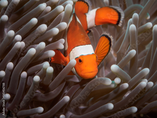 Clown anemone fish(Nemo) in anemone