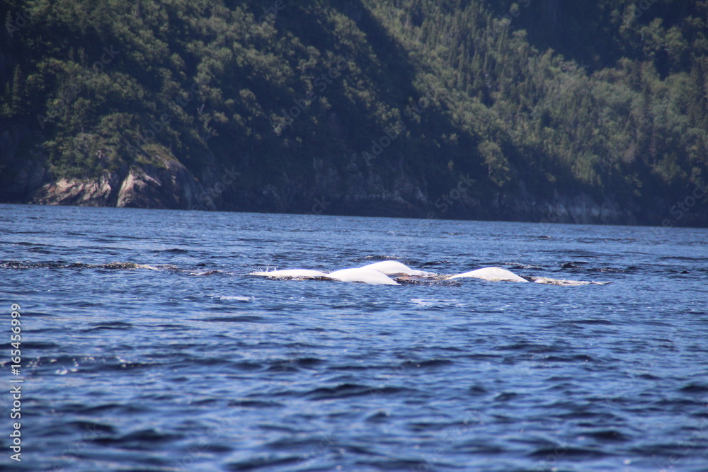 Fototapeta premium Canada