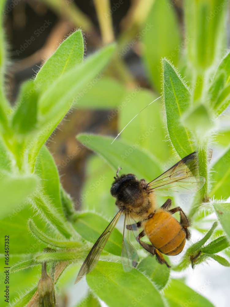 Fototapeta premium plant and bee