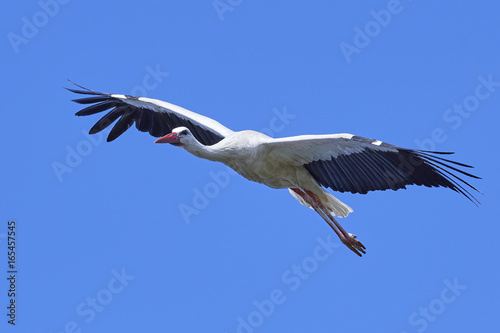 White stork (Ciconia ciconia) © dennisjacobsen