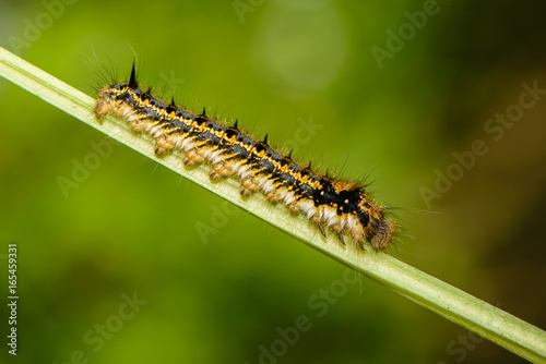 Hairy caterpillar of butterfly silkworm © alex_1910