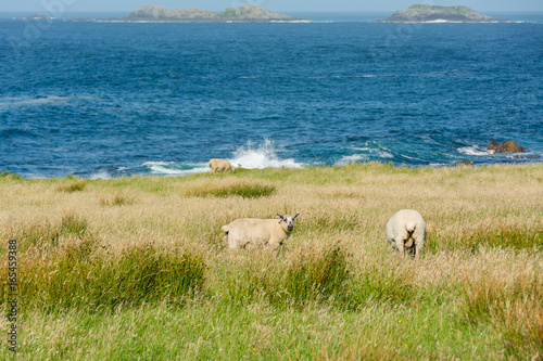 Landascapes of Ireland. Malin Head in Donegal. Sheep grazing