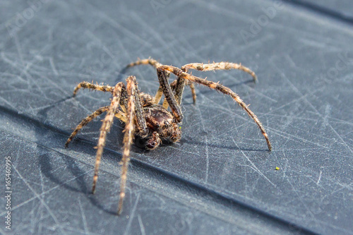 common house spider becoming active