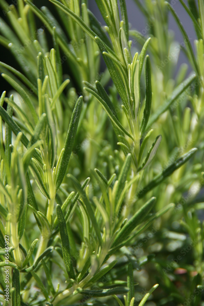 Obraz premium Jasmin