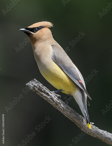 Cedar Waxing perched on a branch photo