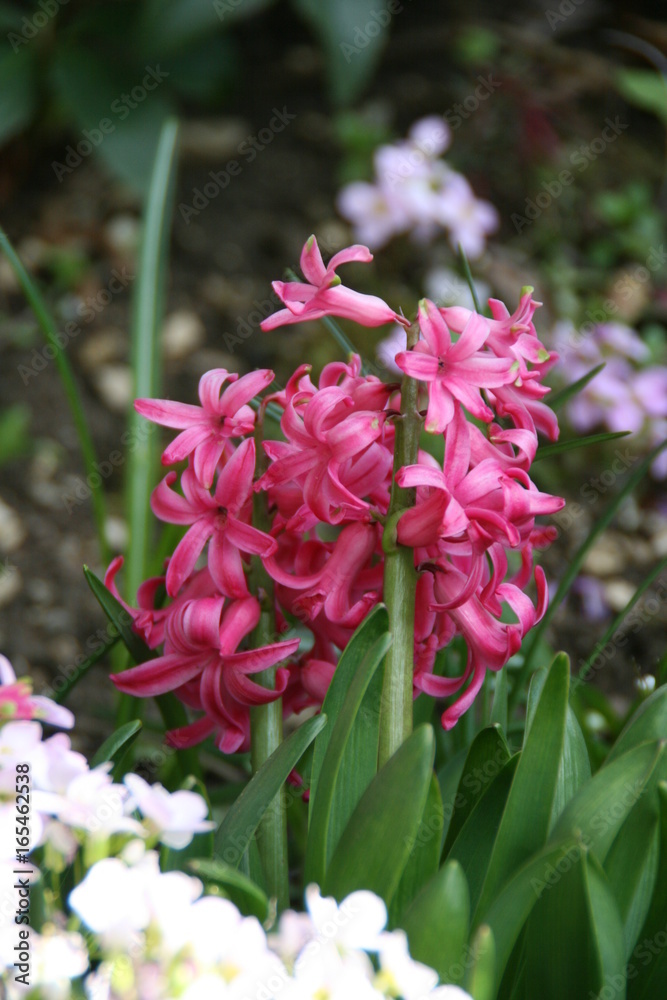 Tulpe Tulpe