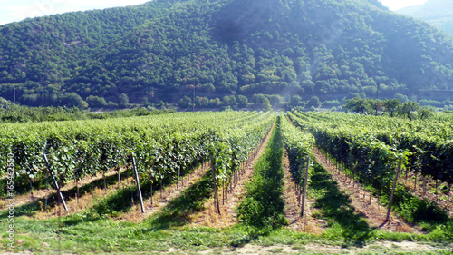 wunderschöne Landschaft der Wachau zwischen Krems und Melk an der Donau mit ihren Weinhängen in Österreich