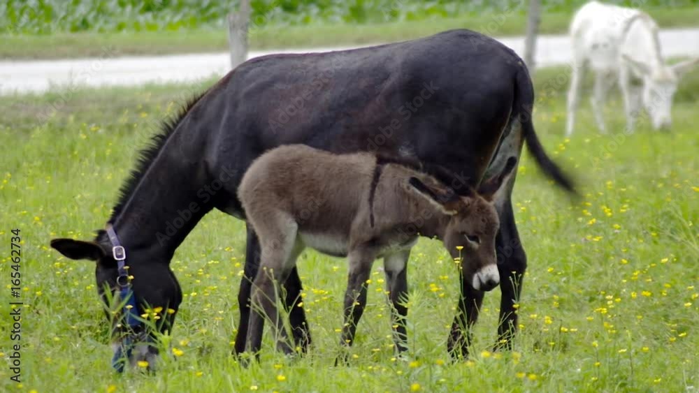 young donkey and mother feeding baby green field farm country ranch jackass meadow