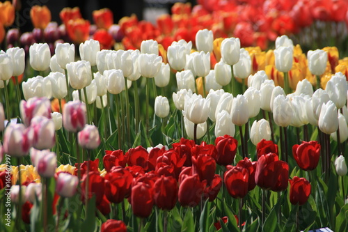 Tulpen in verschiedenen Farben