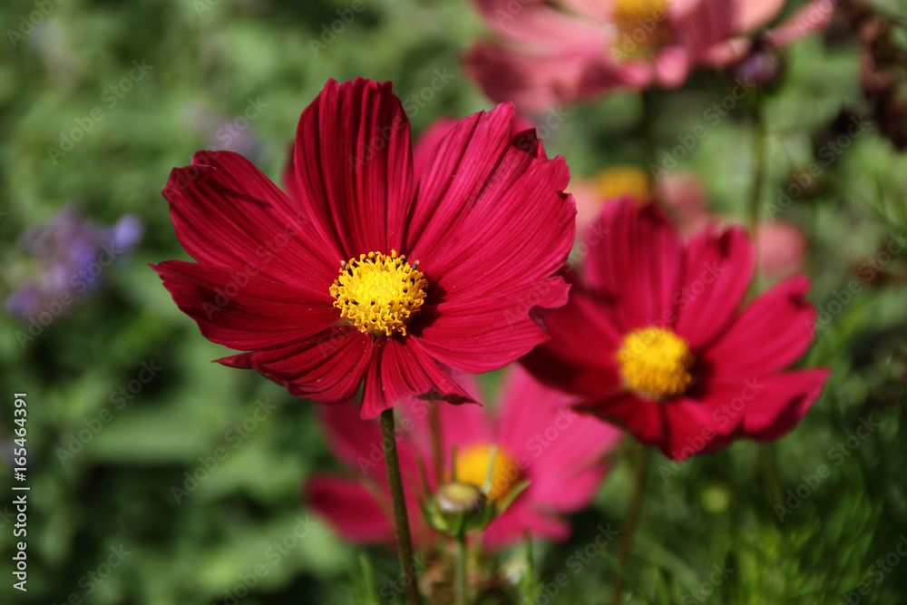 Obraz premium Schmuckkörbchen Blüten