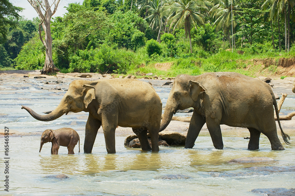 Elephant family cross river in Pinnawala, Sri Lanka.