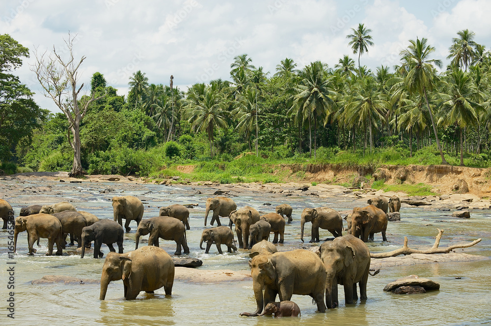 Elephants cross river in Pinnawala, Sri Lanka. Elephants cross river in Pinnawala, Sri Lanka.