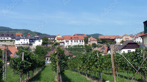 wunderschöne Landschaft der Wachau zwischen Krems und Melk an der Donau mit ihren Weinhängen in Österreich