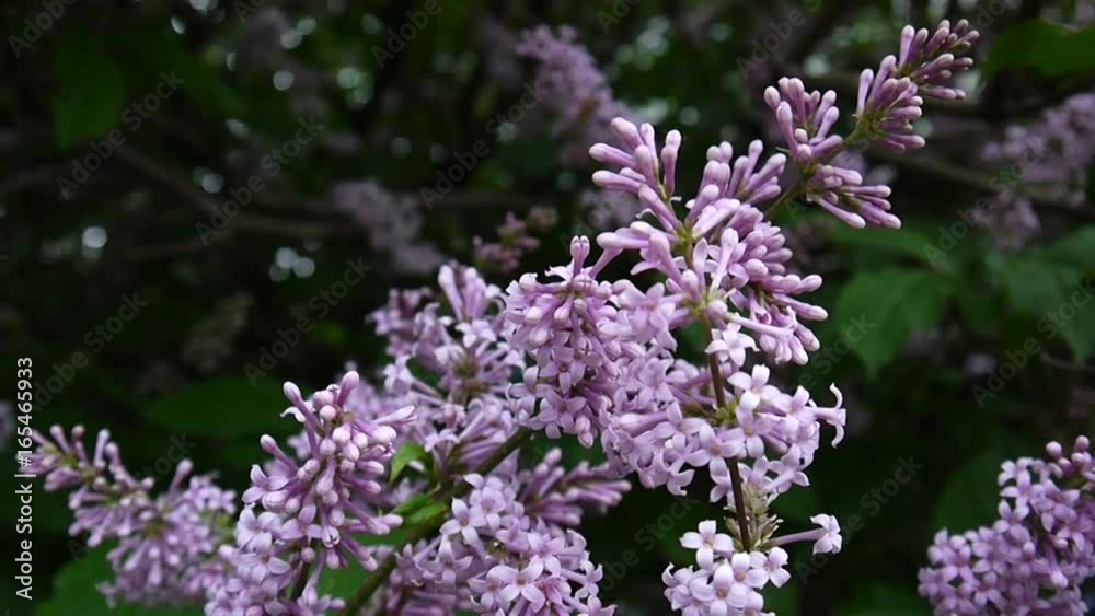 Flowering branch of lilac purple. Syringa vulgaris. Macro shooting static camera. Slight swaying in the wind. Flowering branch of lilac purple. Syringa vulgaris. Macro shooting static camera. Slight swaying in the wind.
