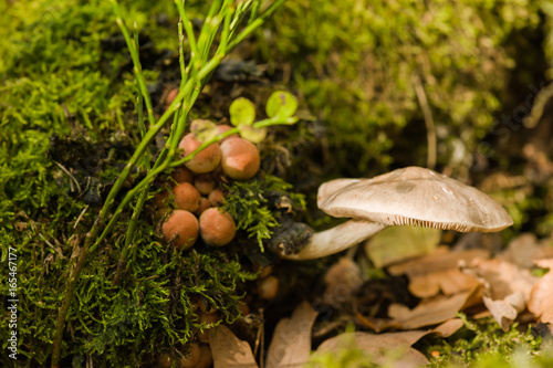 Forest vegetation