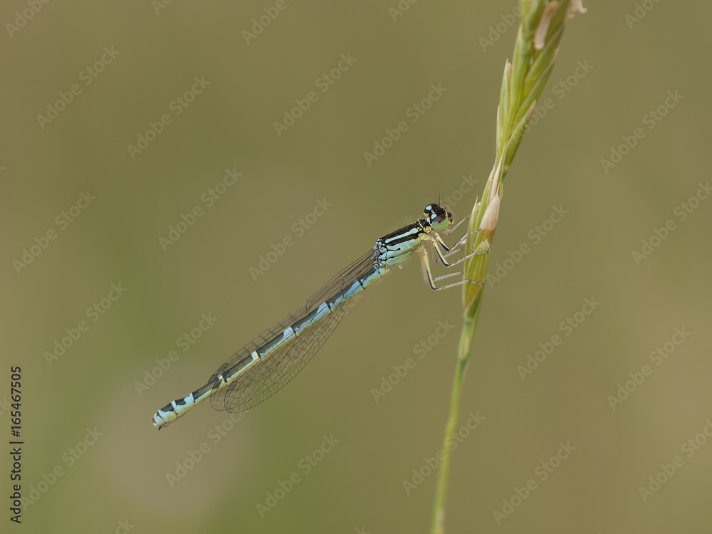 COENAGRION SCITULUM COENAGRION SCITULUM