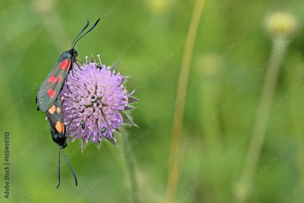 Paarung des Hornklee-Widderchens (Zygaena lonicerae)
Paarung des Hornklee-Widderchens (Zygaena lonicerae)