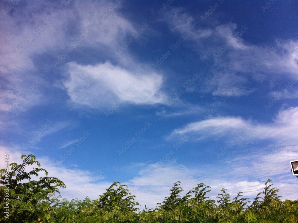 forest and bluesky forest and bluesky