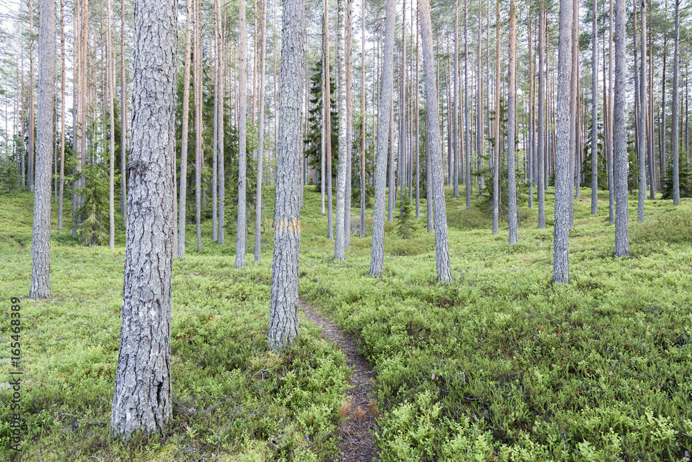 Fototapeta premium Beautiful pine forest in Finland