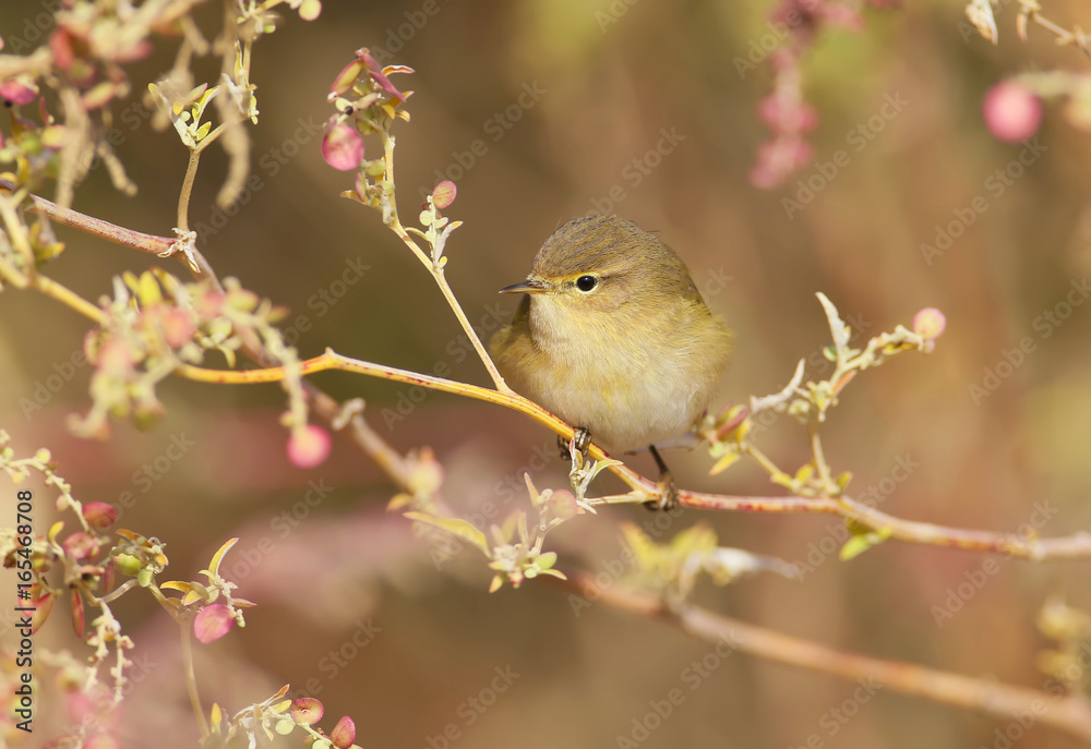 The common chiffchaff in beautiful soft sunlight. .The identifications signs of the bird and the structure of the feathers are clearly visible.. The common chiffchaff in beautiful soft sunlight. .The identifications signs of the bird and the structure of the feathers are clearly visible..