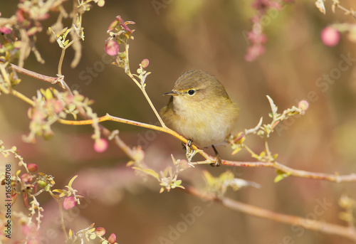 The common chiffchaff in beautiful soft  sunlight. .The identifications signs of the bird and the structure of the feathers are clearly visible..