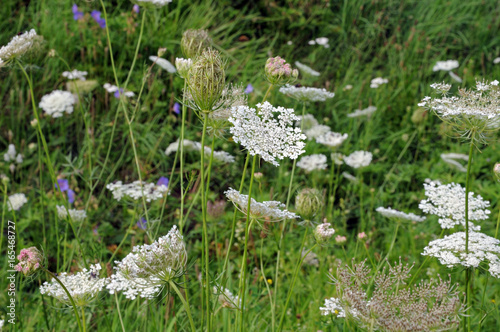 wilde Möhre in der Wiese