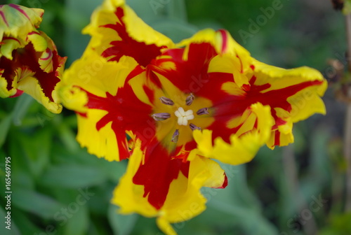 rot-gelbe Tulpe
