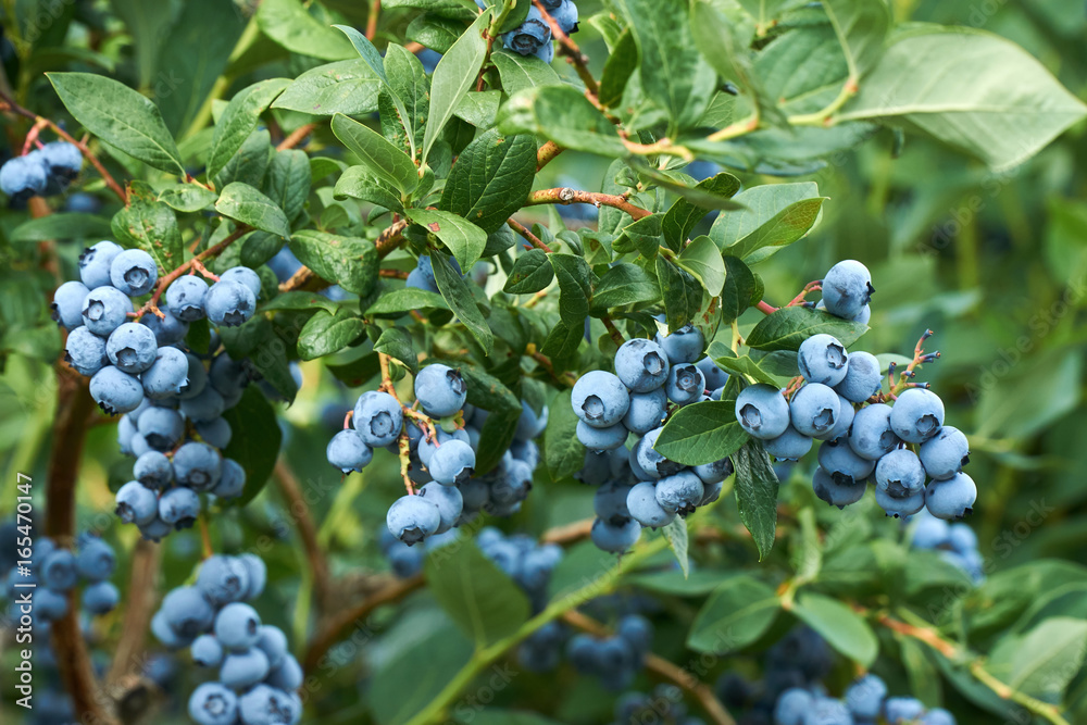 Fresh organic blueberrys on the bush. Vivid colors. - obrazy, fototapety, plakaty 